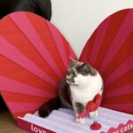 LOVE ME,LOVE MY CATS CAT SCRATCHER