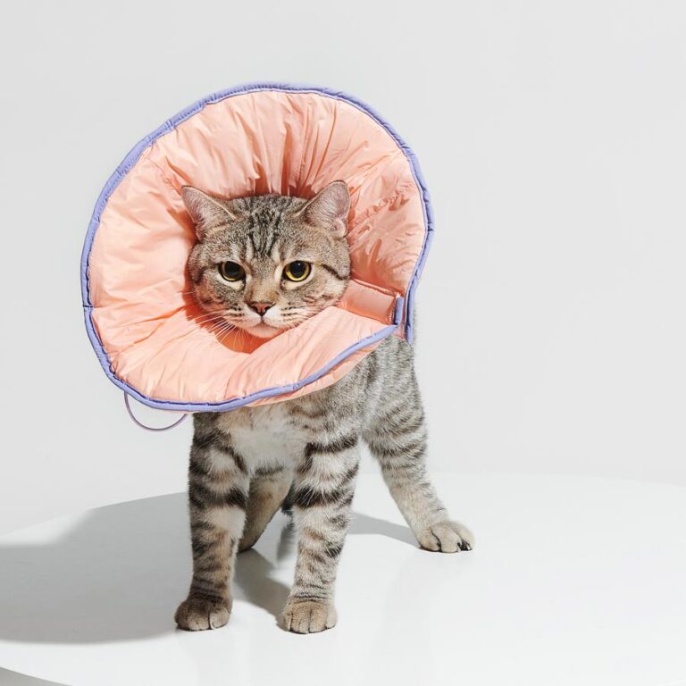 Dual-use Cone Collar -Shell Pink