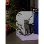 3-Dimensional Cat Scratcher -Velevt Blue