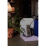 3-Dimensional Cat Scratcher -Velevt Blue