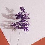 Umbrella Pine-purple