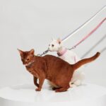 H-Shaped Cat Harness Suit -Hana