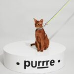 H-Shaped Cat Harness Suit -Neon