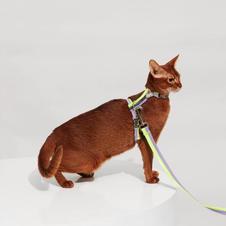 H-Shaped Cat Harness Suit -Neon