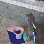 Food Mat'e'-Electric Blue