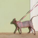 H-Shaped Cat Harness Suit -Hana