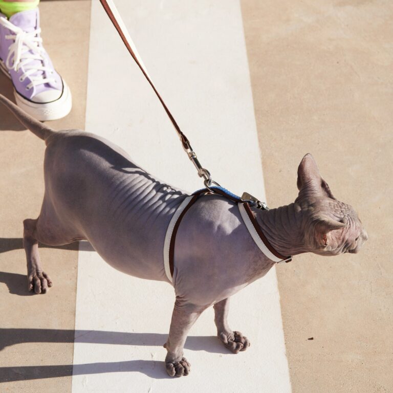 H-Shaped Cat Harness Suit -Sandy