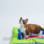 BOOM BOOM CAT PET COOLING MAT-Pixel Cat