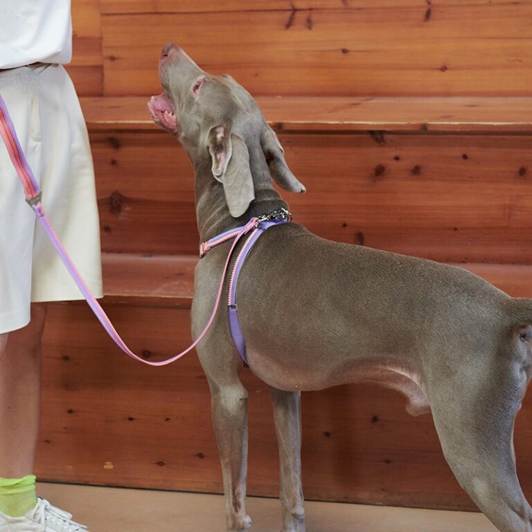 Unzip Y-Shaped Harness Suit-Hana