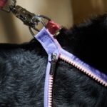 Unzip Y-Shaped Harness Suit-Hana