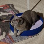 Felt Cat Scratcher-Silence Blue