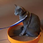 Felt Cat Scratcher-Volcano Orange