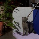 3-Dimensional Cat Scratcher -Velevt Blue