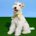 Summer Explorer Pet Ice Scarf - Yellow