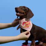 Summer Explorer Pet Ice Scarf - Pink