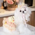 sweet rabbit dress