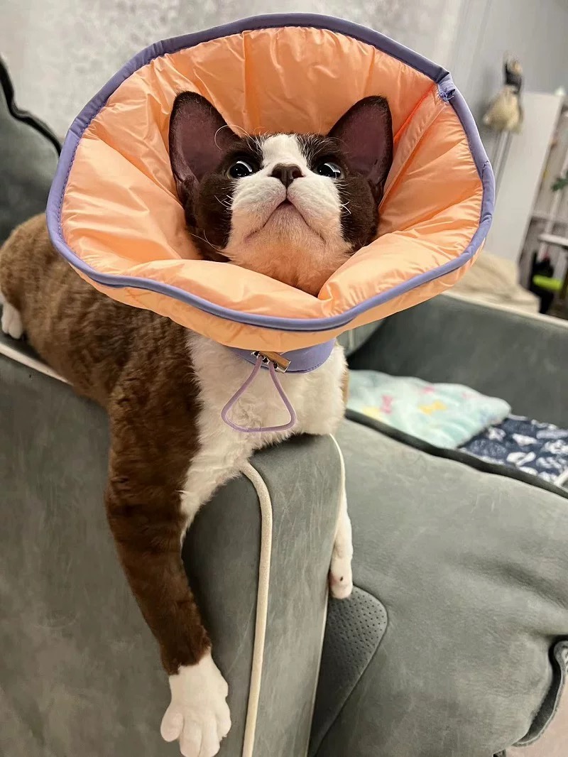 Dual-use Cone Collar -Shell Pink