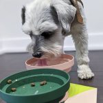 Teeth Party  Bowl-Coral