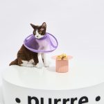 Breathable Mesh Elizabethan Collar-Purple