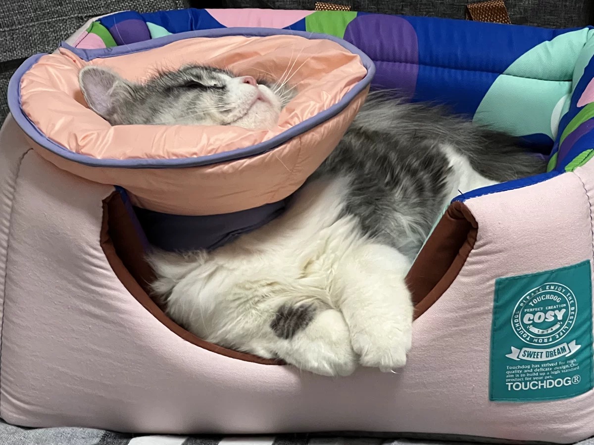 Dual-use Cone Collar -Shell Pink