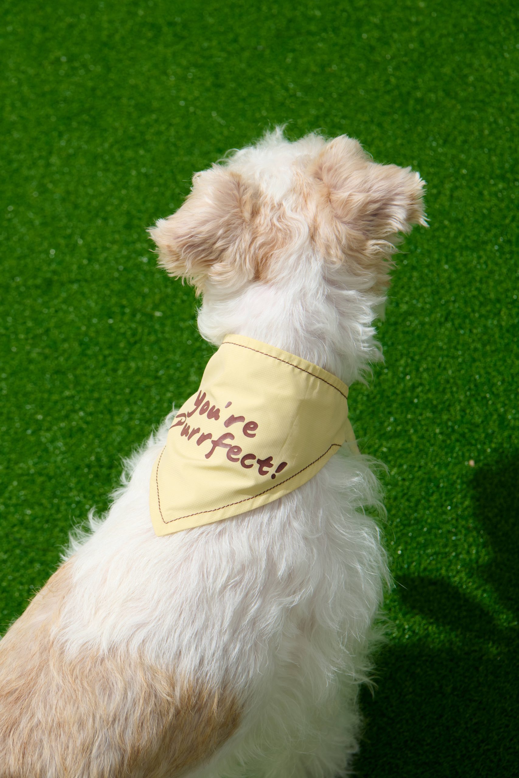 Summer Explorer Pet Ice Scarf - Yellow