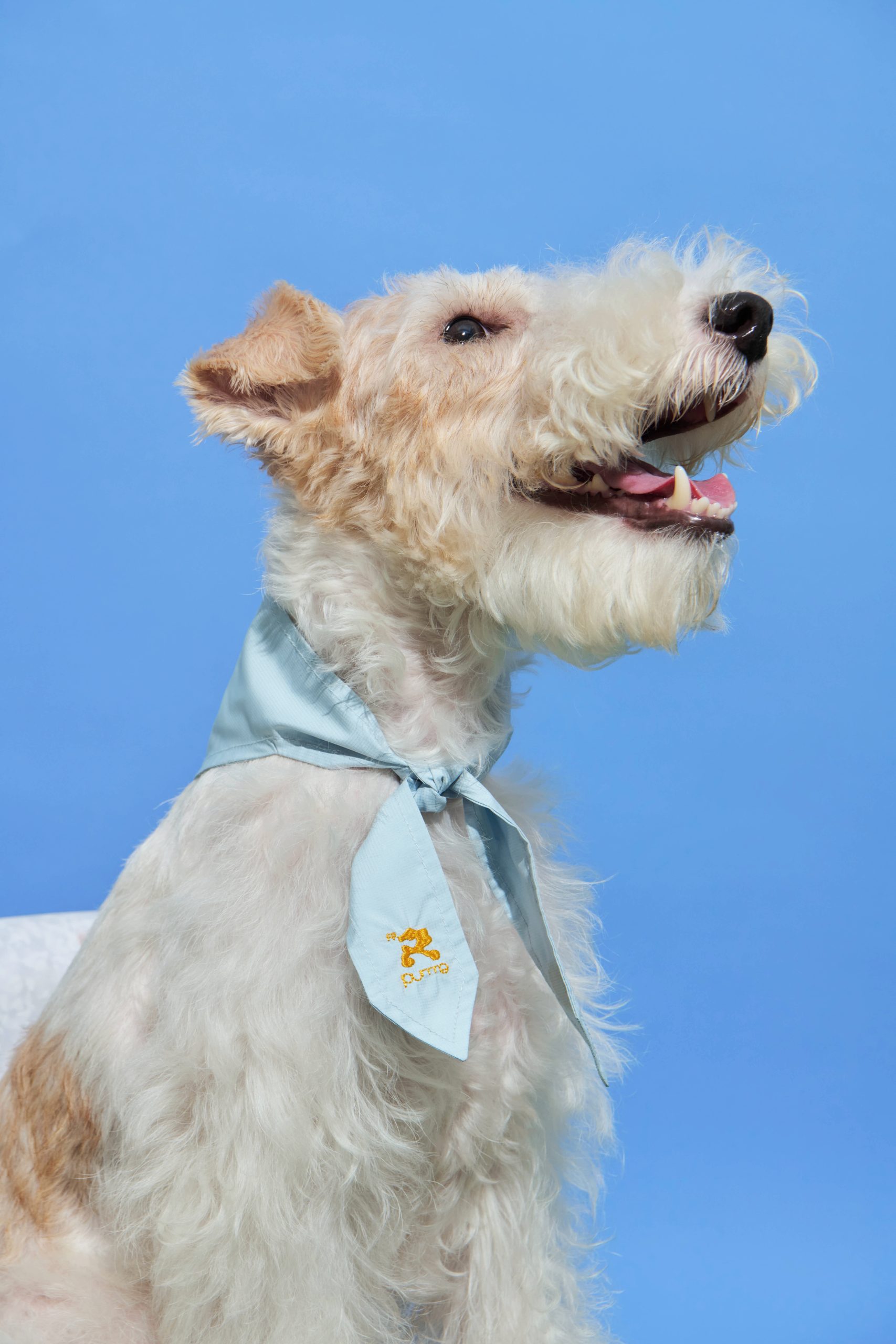 Summer Explorer Pet Ice Scarf - Blue