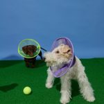 Breathable Mesh Elizabethan Collar-Purple