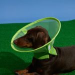 Breathable Mesh Elizabethan Collar-Neon Green