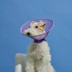 Breathable Mesh Elizabethan Collar-Purple