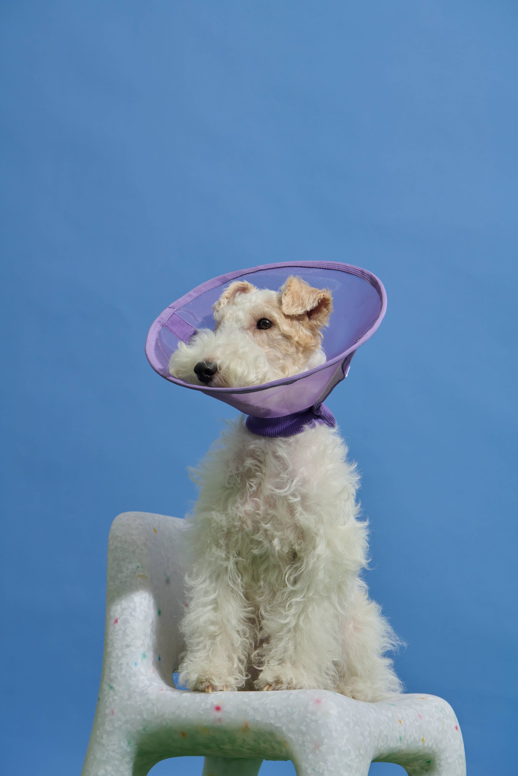 Breathable Mesh Elizabethan Collar-Purple