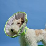 Dual-use Cone Collar -Violet
