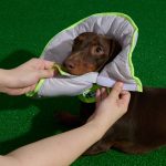 Dual-use Cone Collar -Violet