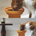 Teeth Party  Bowl-Sunset