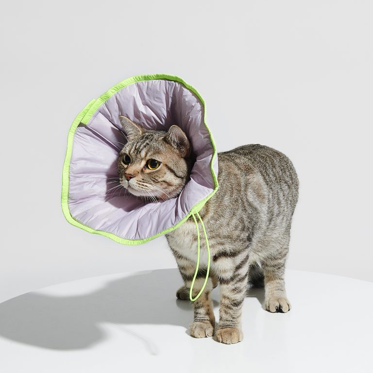 Dual-use Cone Collar -Violet