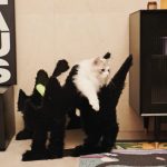 Fluffy Night Boom Boom Cat