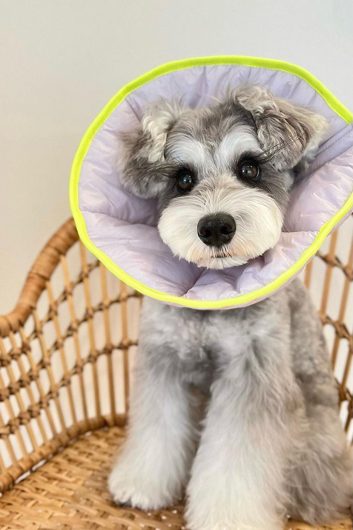 Dual-use Cone Collar -Violet