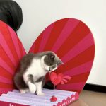LOVE ME,LOVE MY CATS CAT SCRATCHER