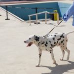 Unzip Y-Shaped Harness Suit-Sandy