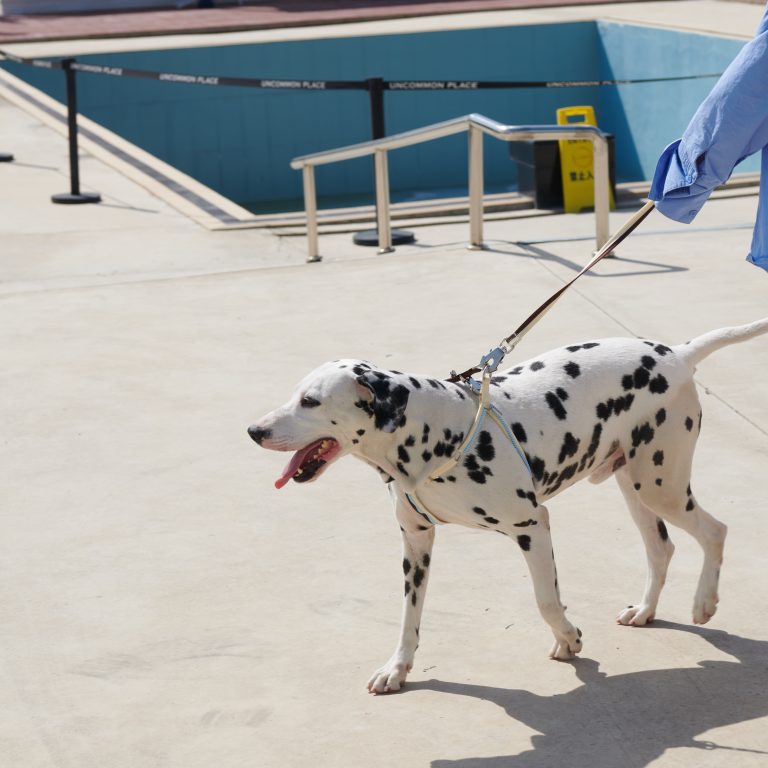 Unzip Y-Shaped Harness Suit-Sandy