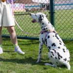 Unzip Y-Shaped Harness Suit-Hana