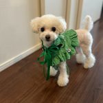Ruffle short cut-out suit -Forest Green