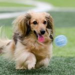 Tennis Ball (blue) L