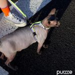 H-Shaped Cat Harness Suit -Neon