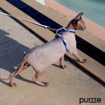H-Shaped Cat Harness Suit -Urban